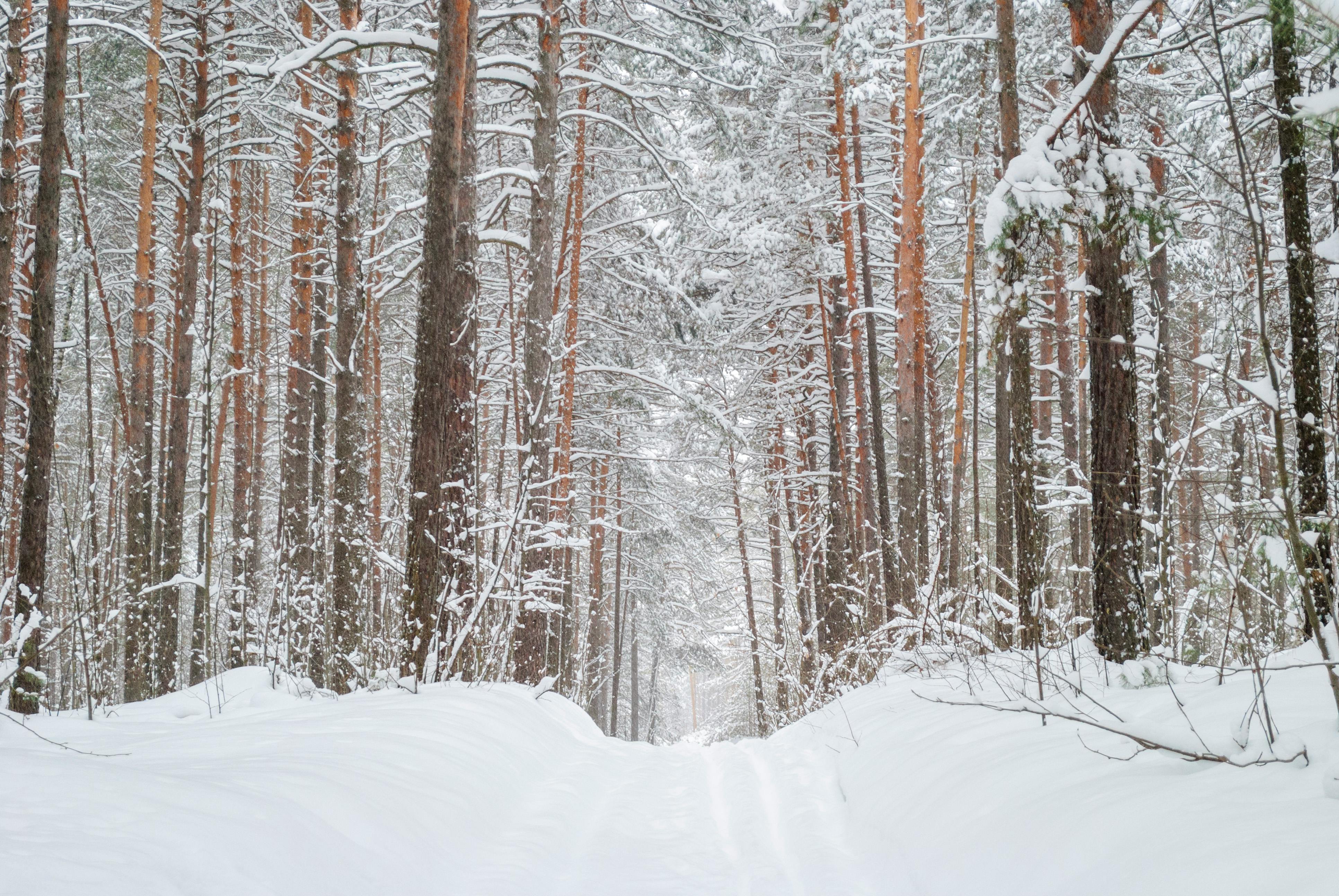 Selling in Winter? Why Late-Year Listings Can Still Pay Off — Photo by Mikhail Peace on Pexels