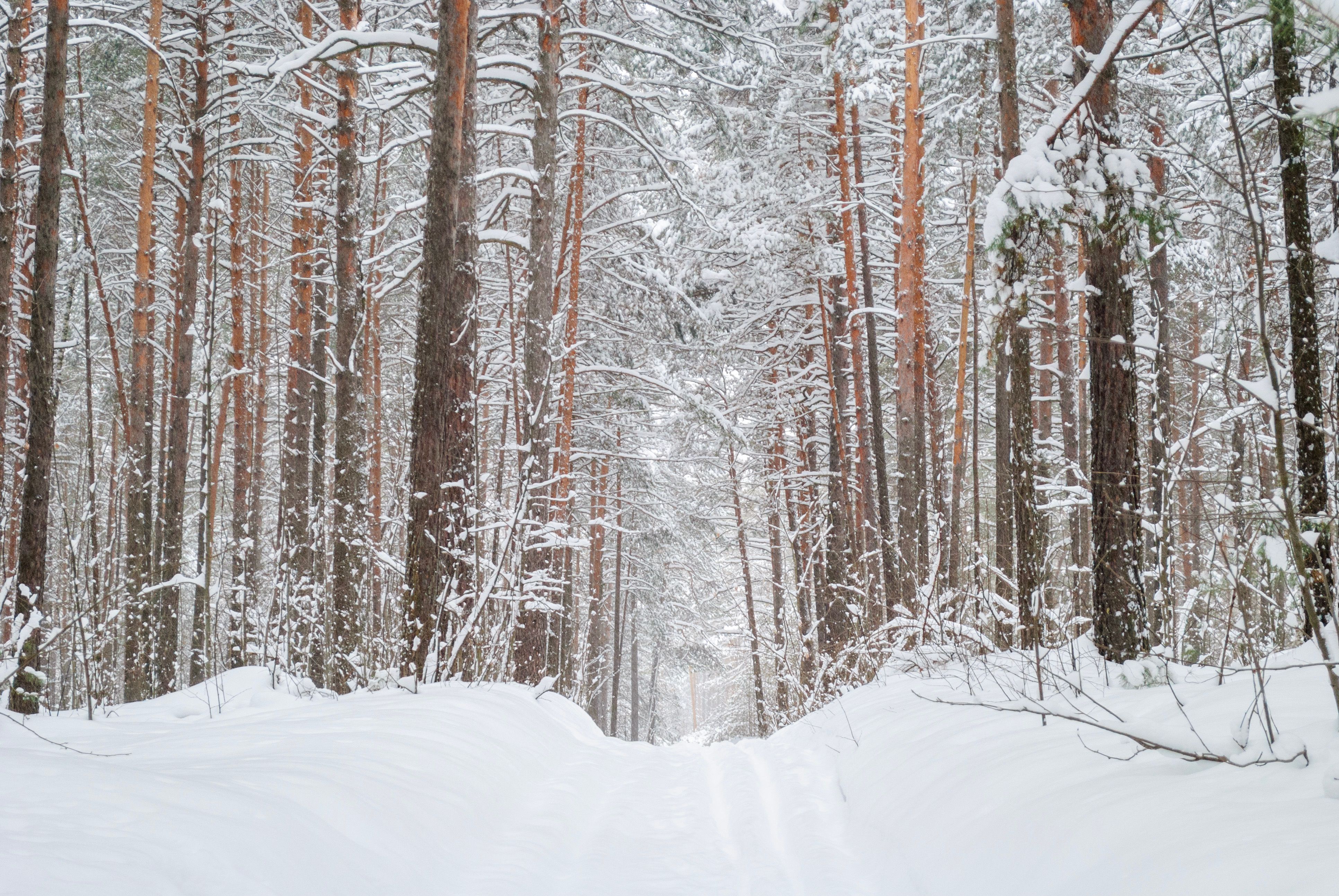 Serene Snowy Forest Path in Winter · Free Stock Photo