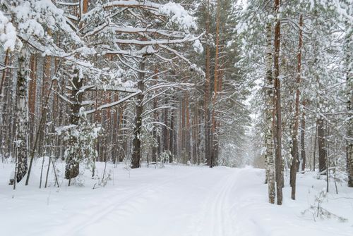 Free Peaceful winter scene of a snow-covered forest path surrounded by tall trees. Stock Photo