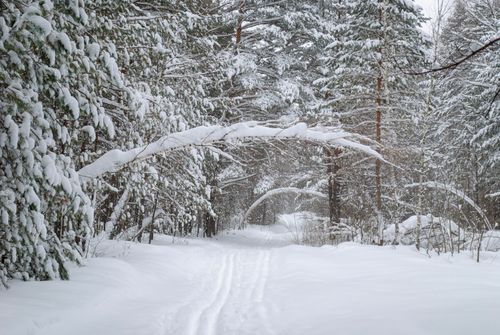 Free Peaceful winter scene with snow-laden trees and a quiet forest path. Stock Photo