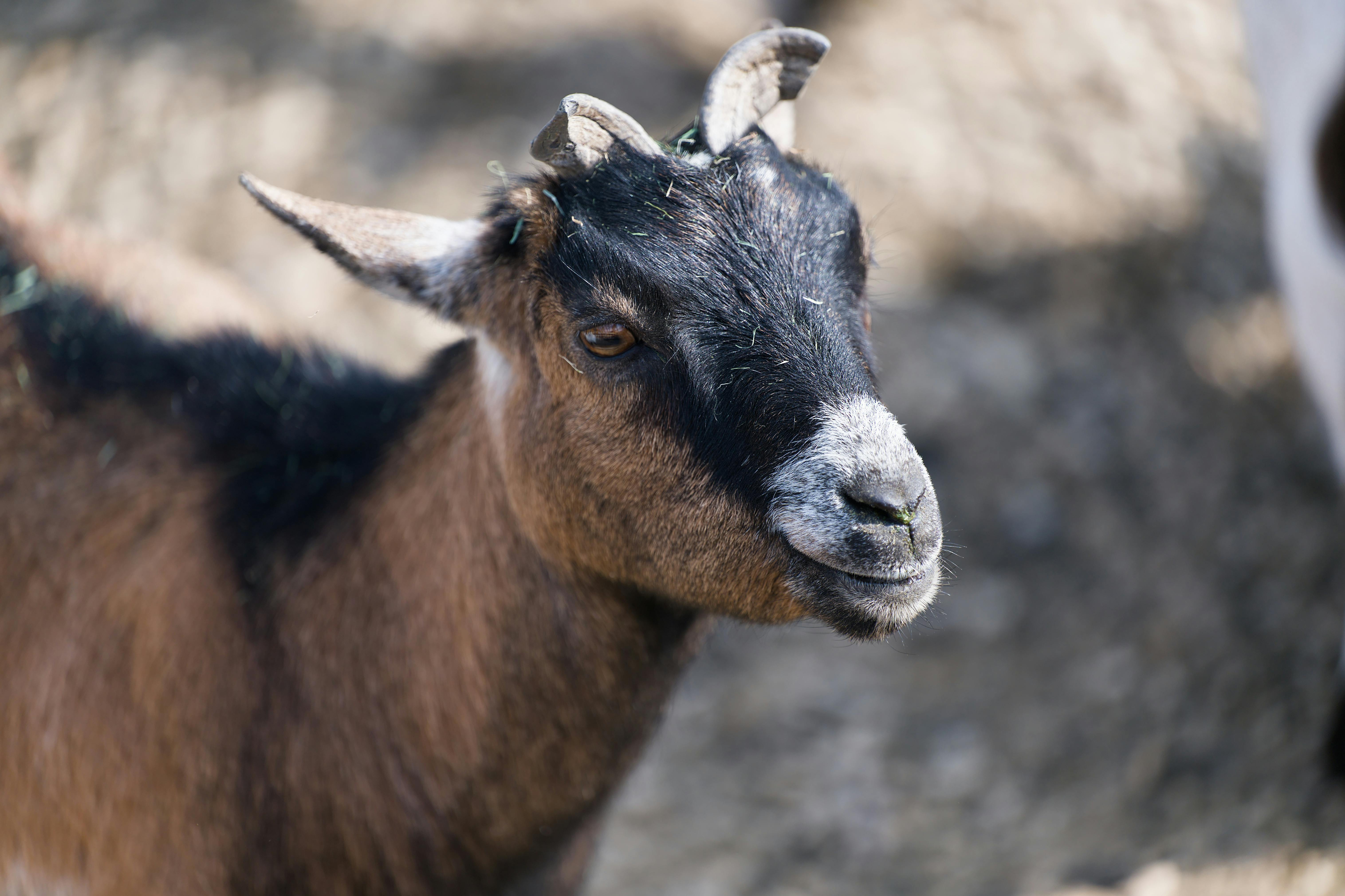 Gratuit Photos gratuites de a traiter, agriculture, animal à cornes Photos