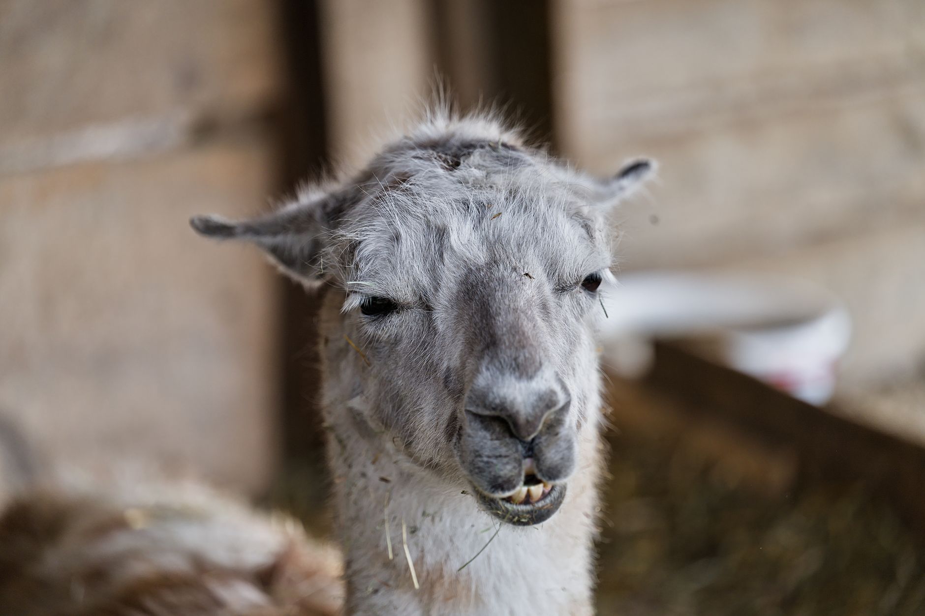Llama 4 Maverick API