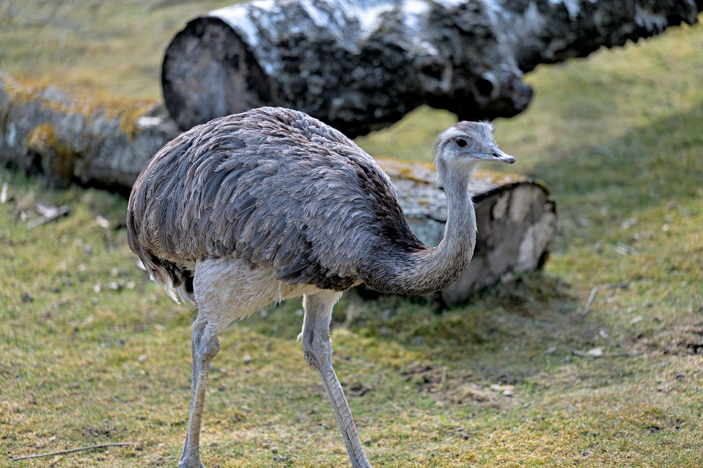 Flightless Rhea Close-up of a Flightless Rhea in a Natural Habitat · Free Stock Photo