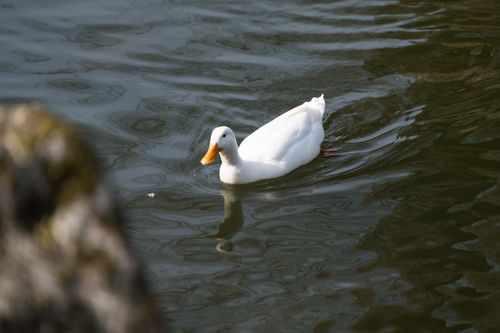 Free Captivating image of a white duck gracefully gliding in a tranquil lake setting. Stock Photo