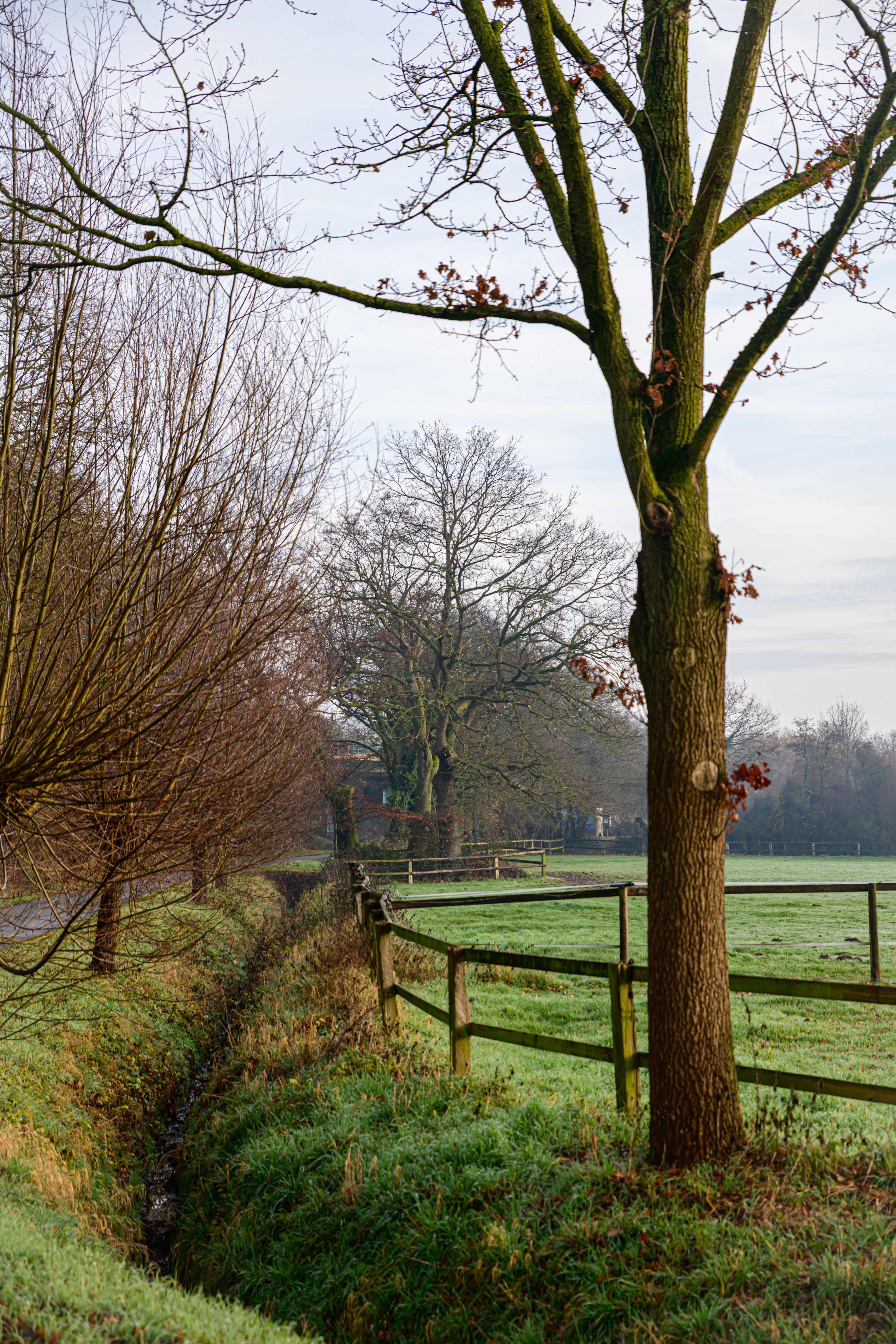 Peaceful Rural Landscape with Trees and Fences · Free Stock Photo