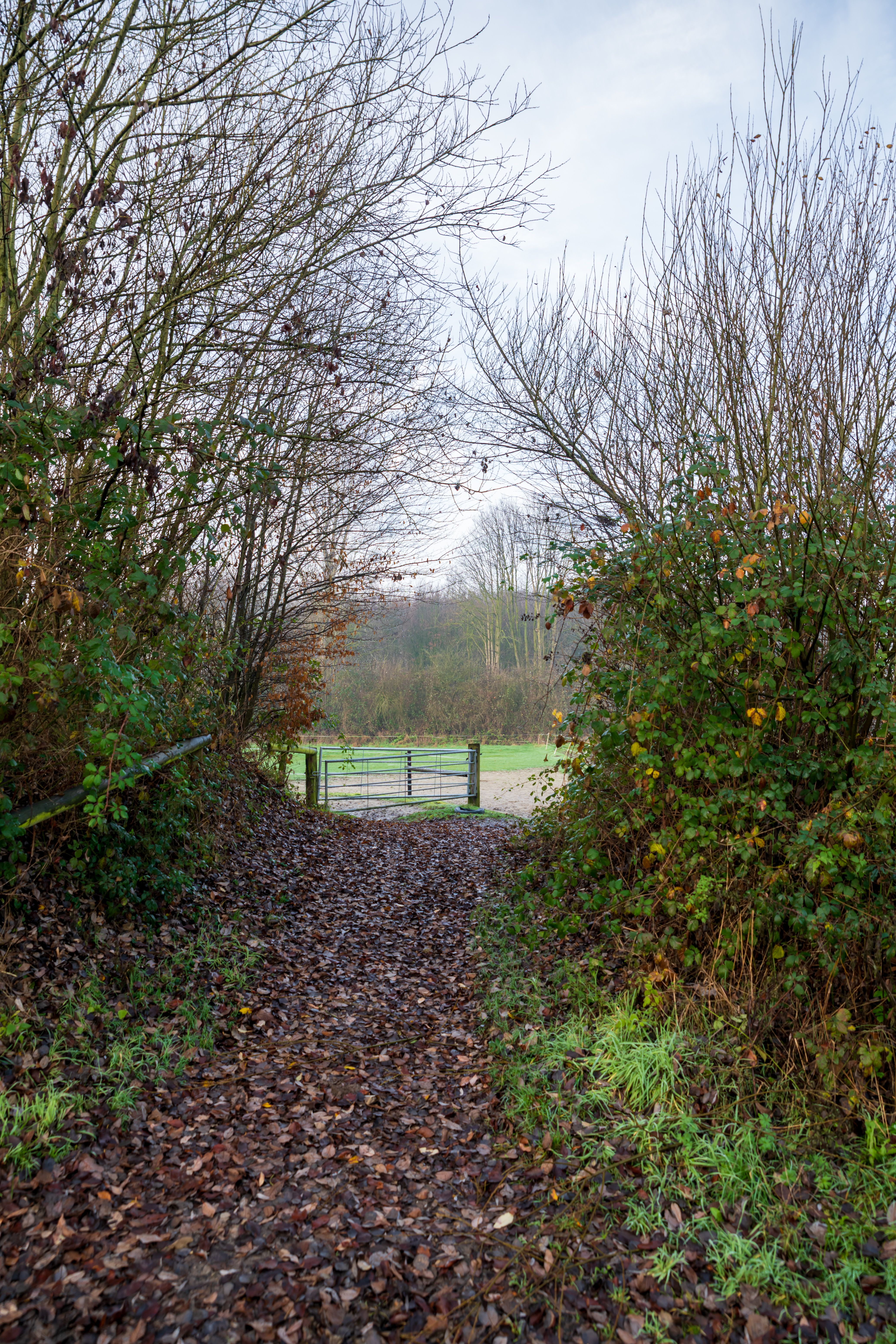 Autumn Pathway Leading to Open Field · Free Stock Photo
