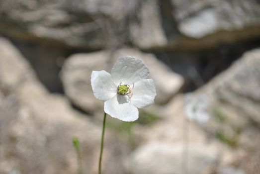 Detailed close-up of a white wildflower blooming in a rocky outdoor setting.