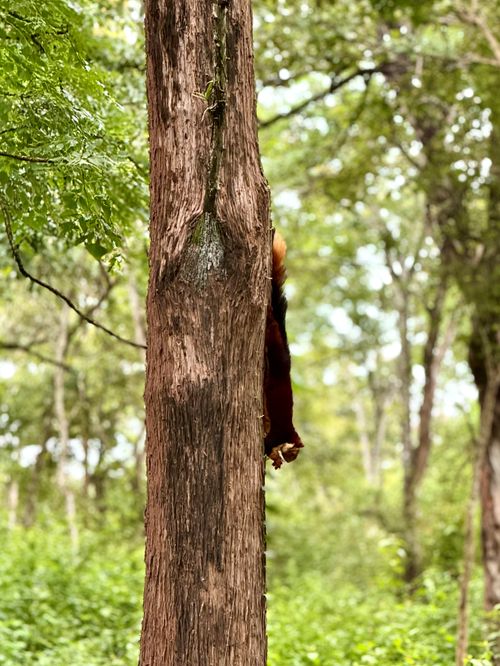 Free Ratufa Stock Photo
