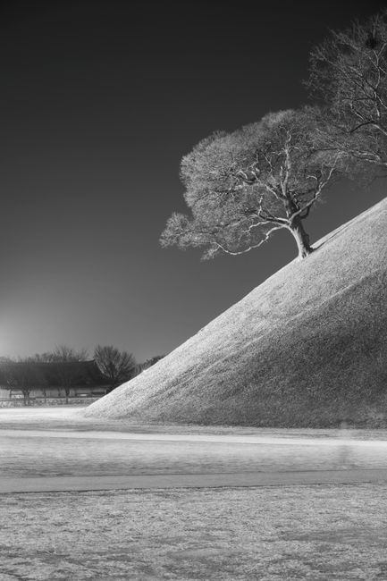 family walking daereungwon tombs gyeongju