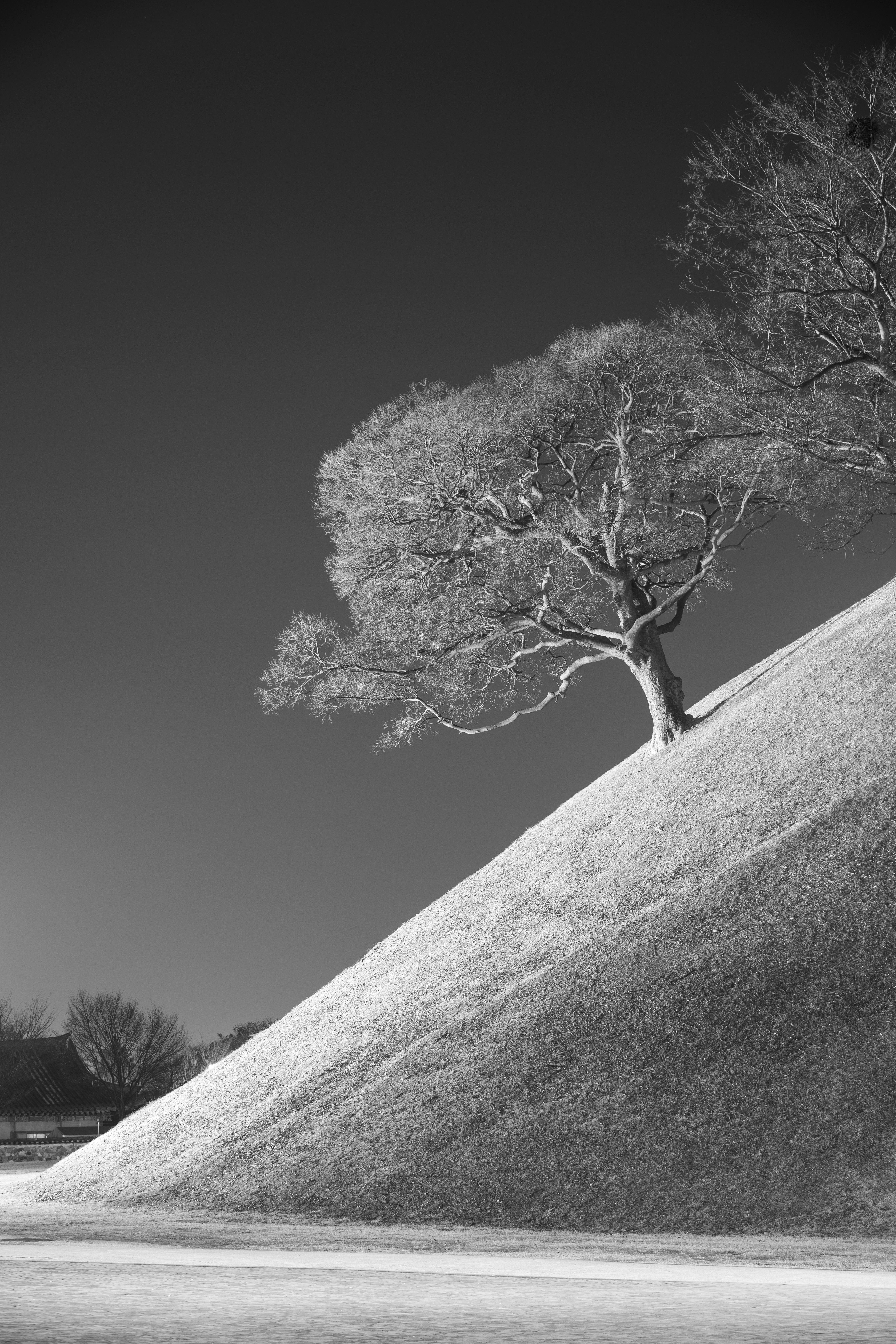 Majestic Tree on a Sloping Landscape in Gyeongju · Free Stock Photo