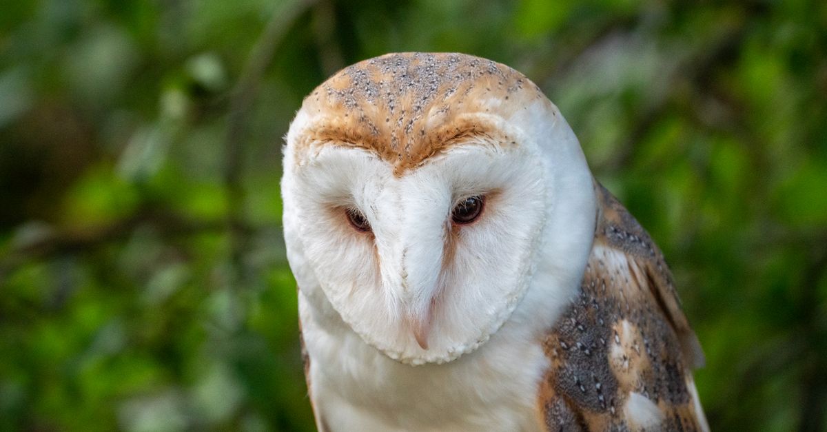 A barn owl's pale, heart-shaped face gazes directly ahead with dark eyes against a softly blurred green background.