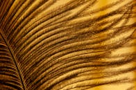 Golden Feather Close-Up with Intricate Details