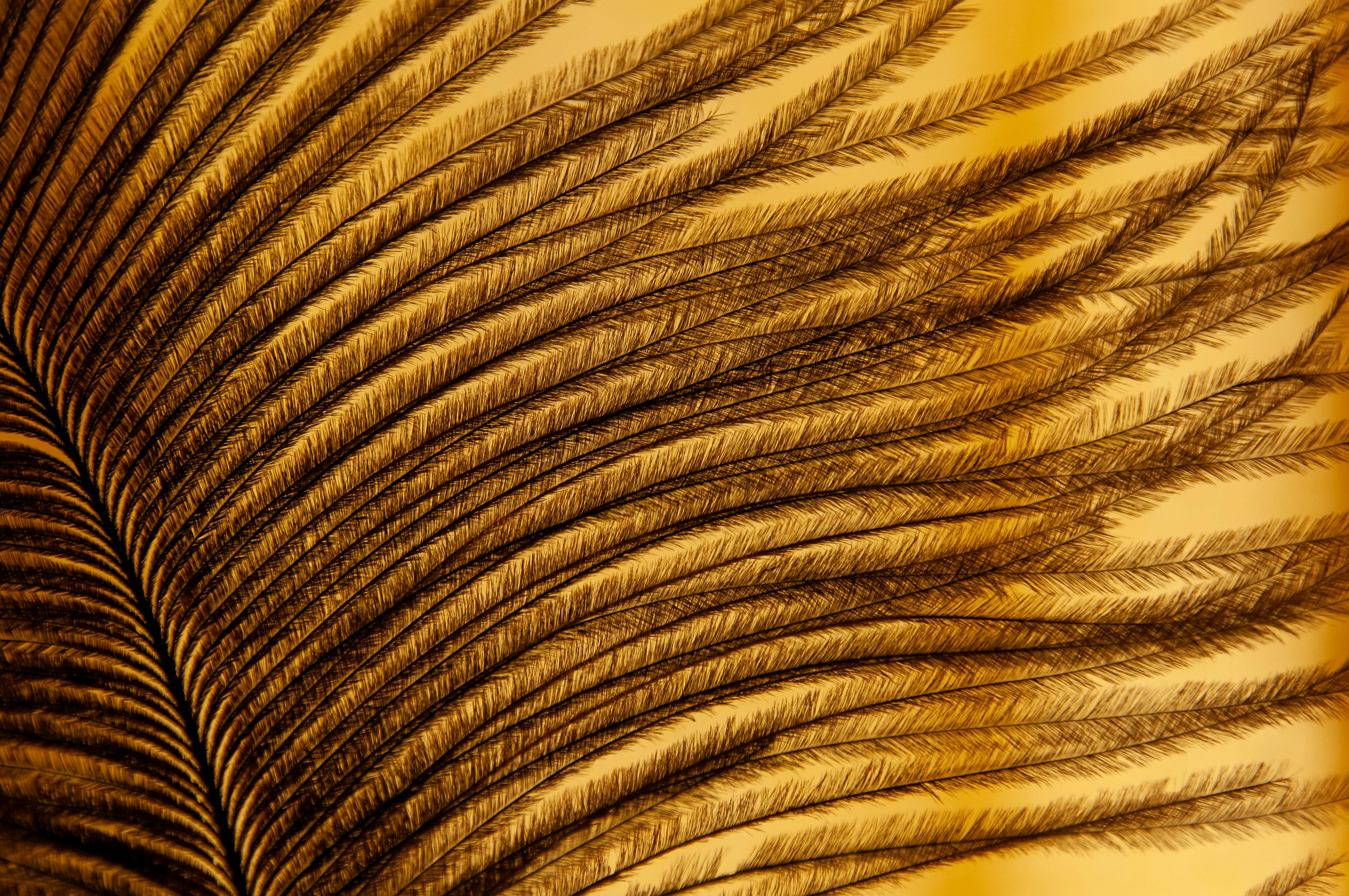 Golden Feather Close-Up with Intricate Details