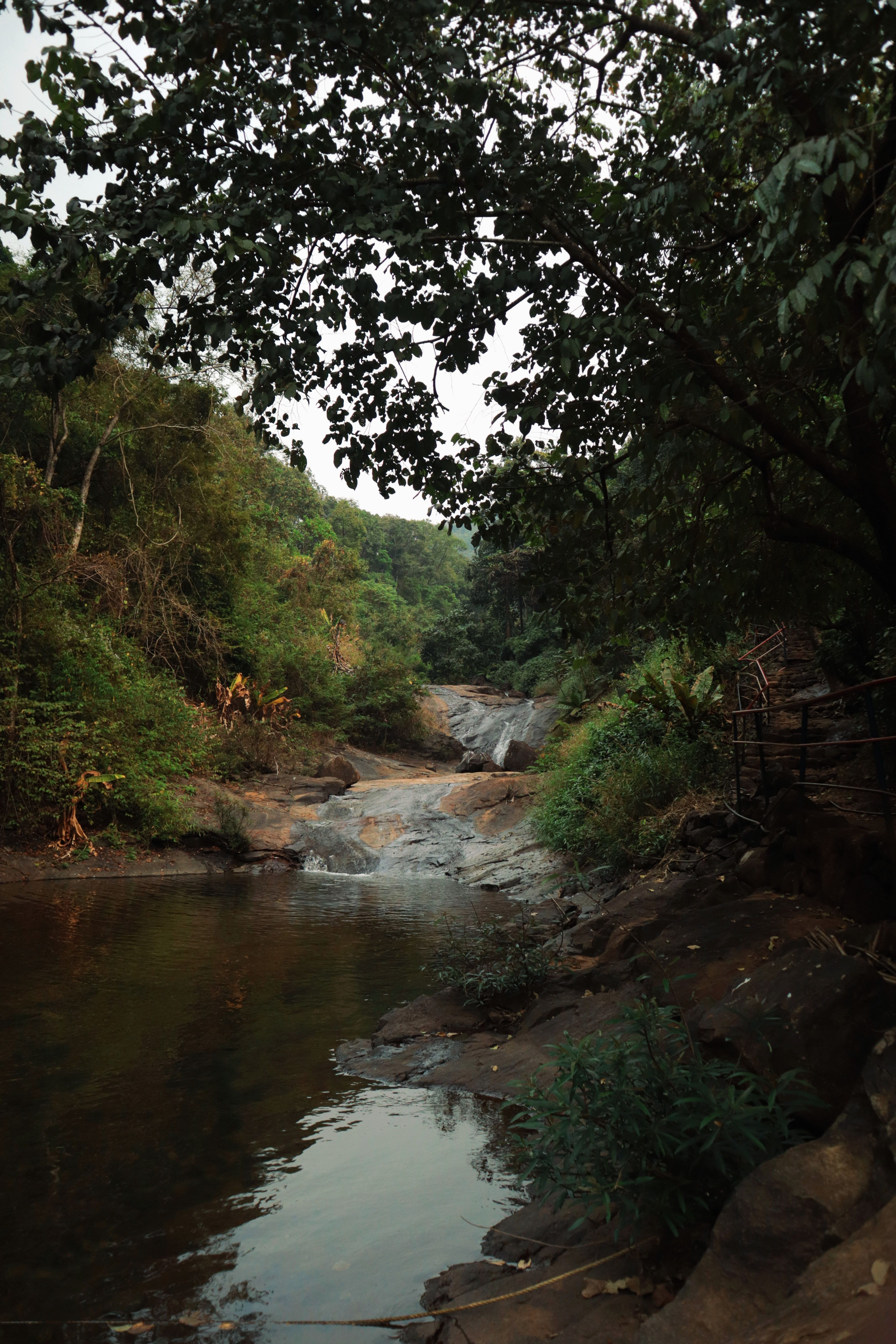 Tranquil forest scene with a gentle waterfall and lush greenery.