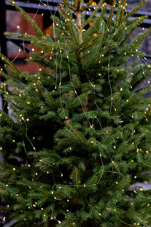 Free A pine Christmas tree decorated with warm twinkle lights outdoors during the holiday season. Stock Photo
