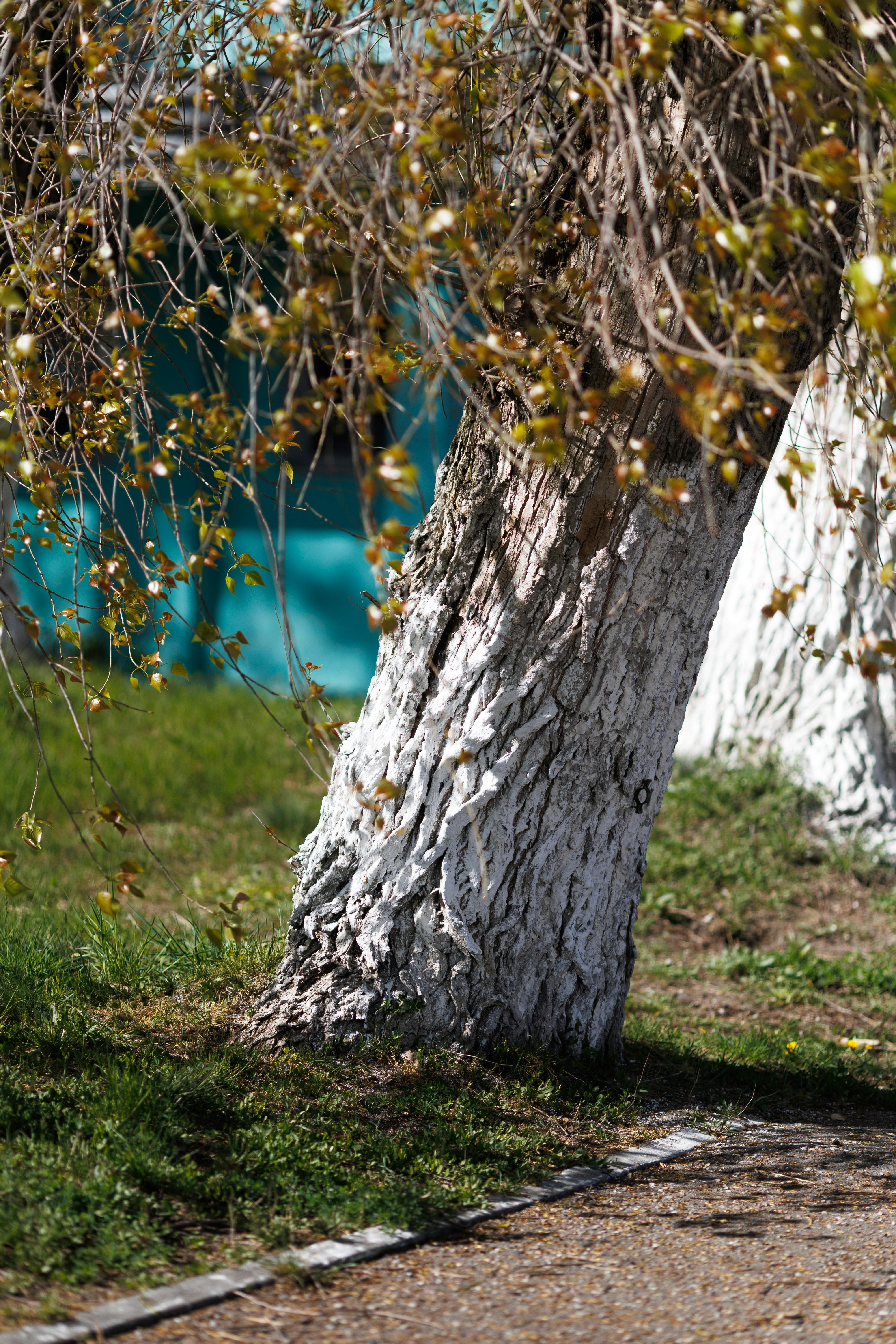 Detailed view of white-barked trees in a green park setting during springtime.