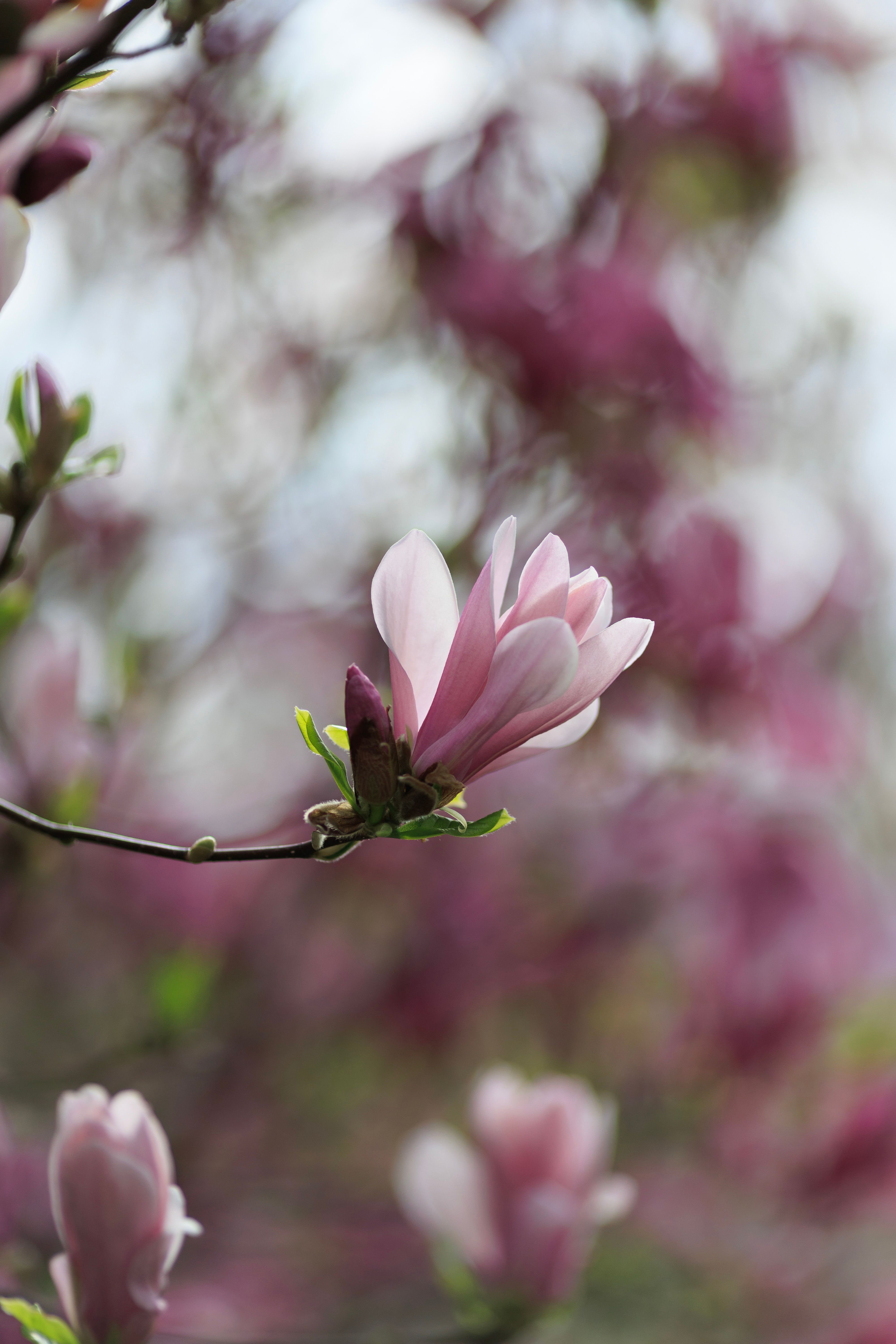 Magnolia Flower Photos, Download The BEST Free Magnolia Flower Stock ...