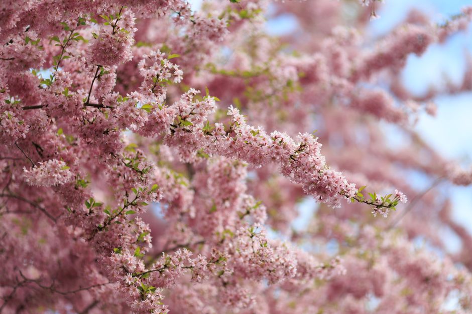 Ottawa Weather in April: What to Expect This Spring Season