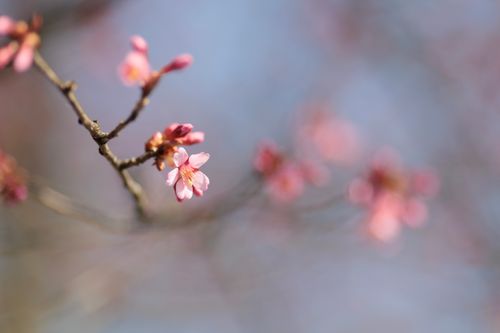 Free Close-up of cherry blossoms in spring with soft pastel sky background. Stock Photo