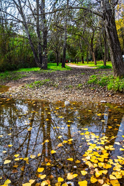 Free Serene autumn scene featuring yellow leaves floating on a calm stream reflecting bare trees. Stock Photo