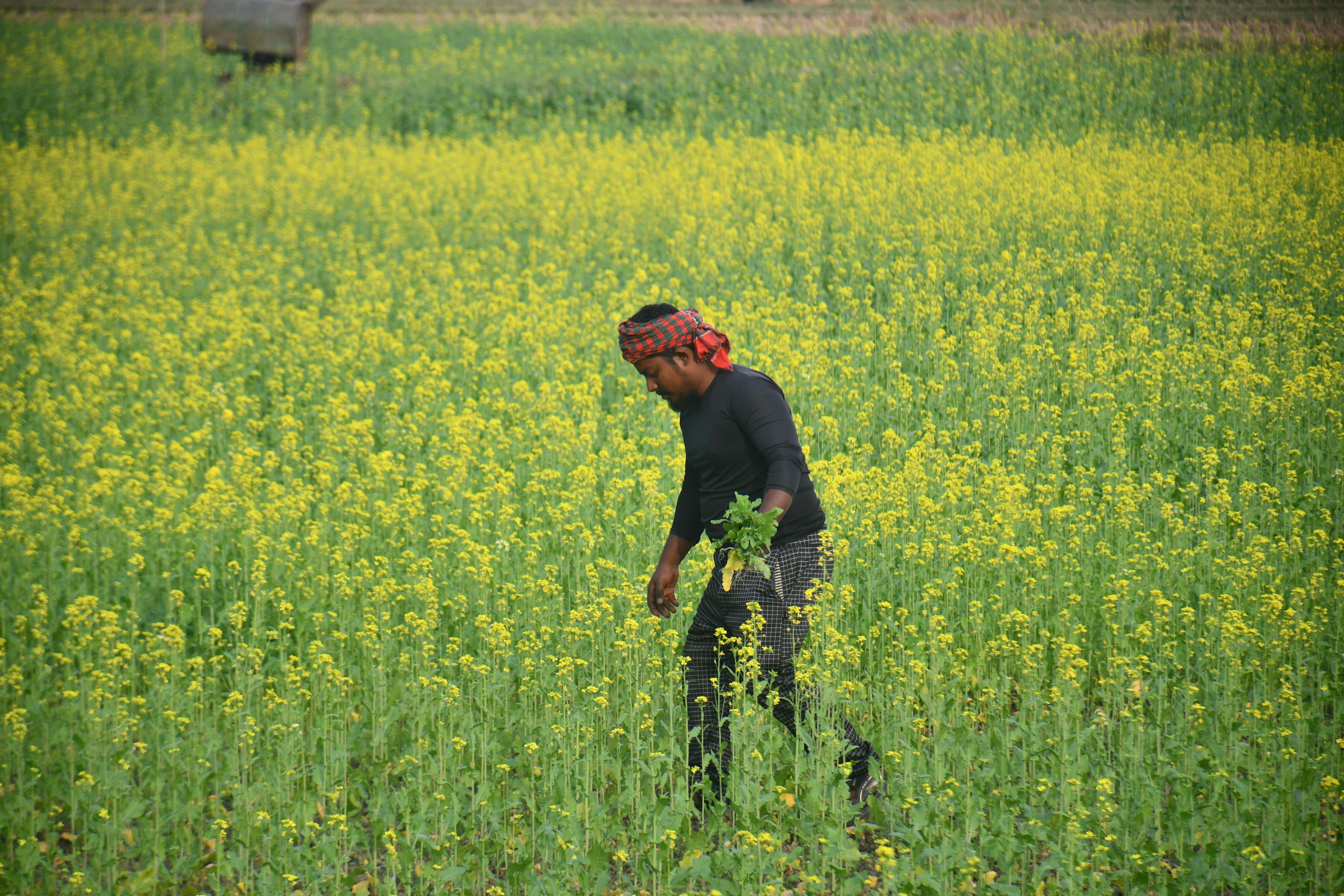 Many farmers utilize life insurance for farm financing — Photo by masudar rahman on Pexels