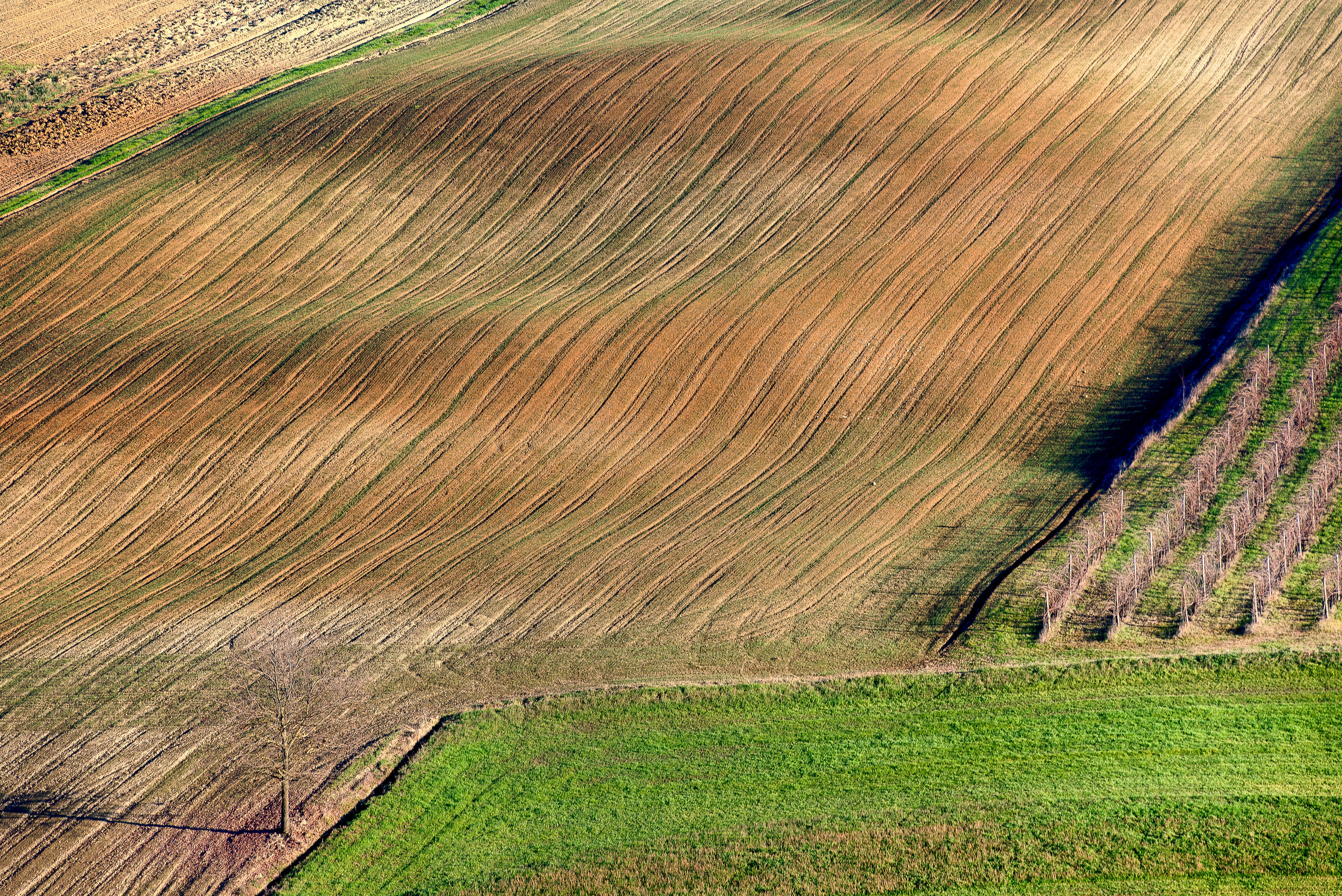 Aerial view of a textured agricultural field with rows of crops and vibrant colors.