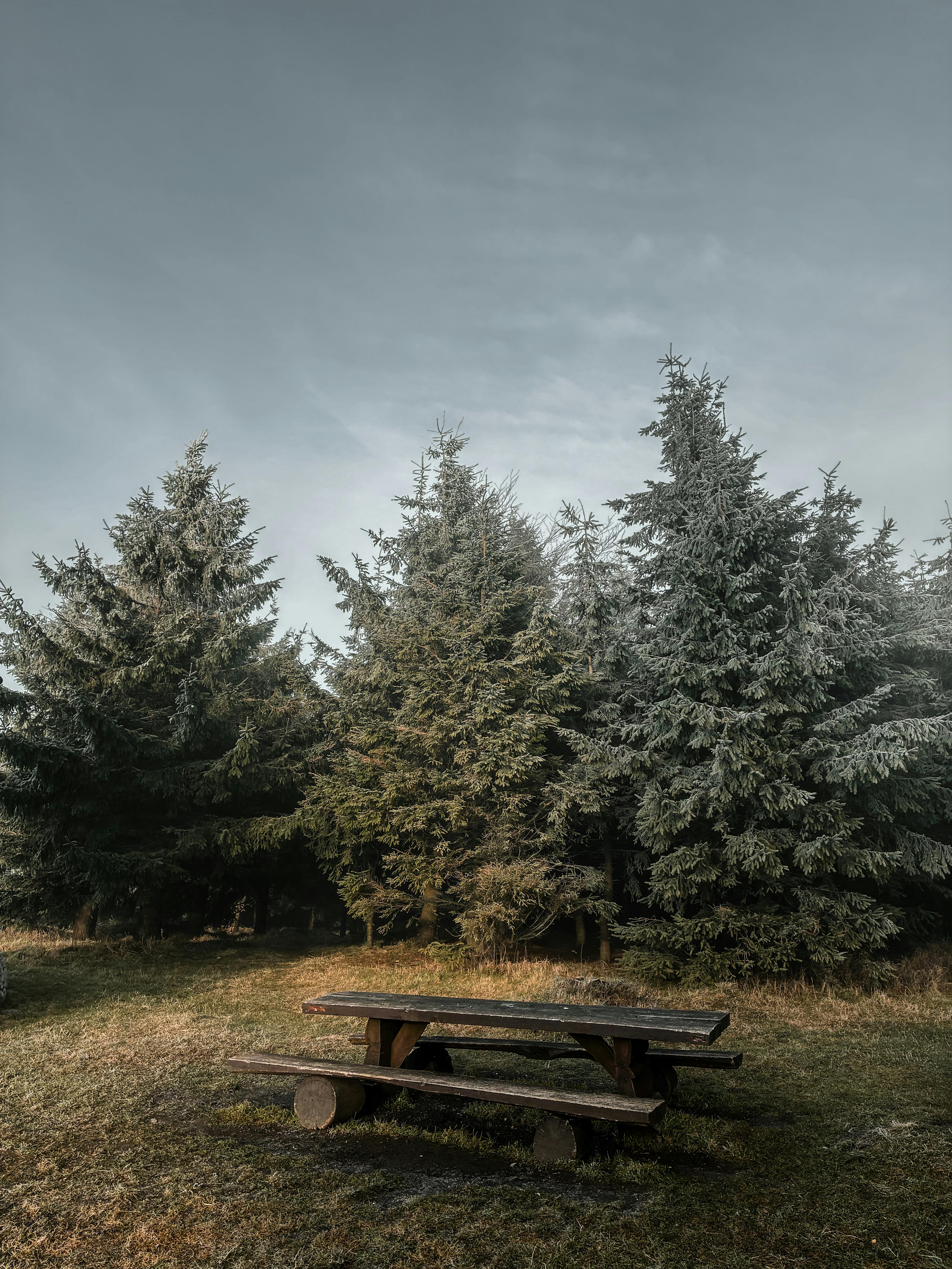 Sunlit national park trail with pine trees, a ranger station in the distance, and a Junior Ranger booklet on a wooden picnic table