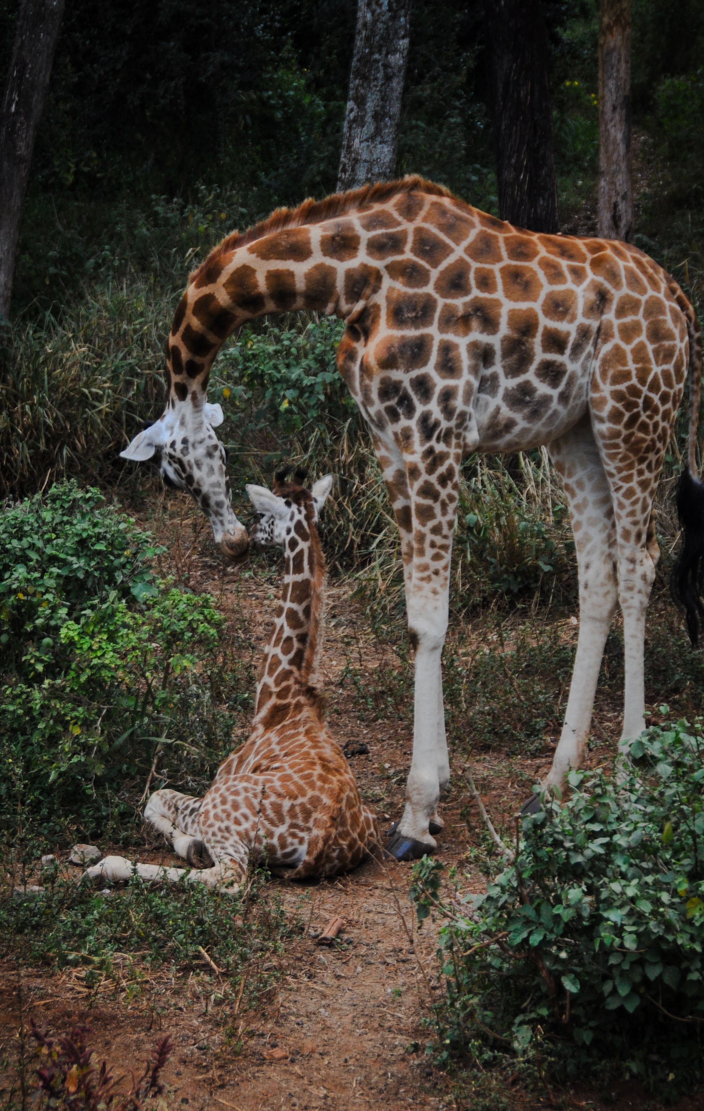 Tender Moment Between Mother and Calf Giraffes · Free Stock Photo