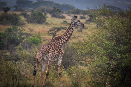Giraffe Centre and Karen Blixen — Kenya Safari