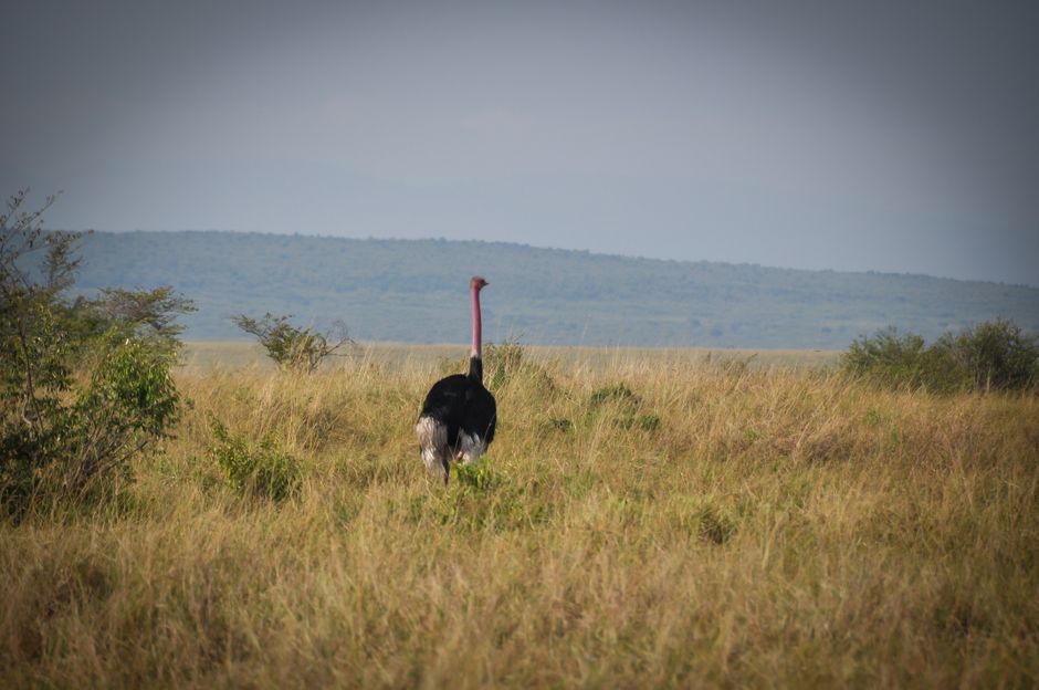 Exploring East Africa: A Guide to its Culture and Wildlife