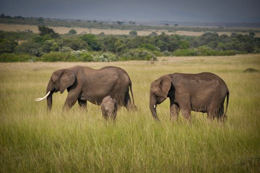 Serengeti National Park, Tanzania photo 14