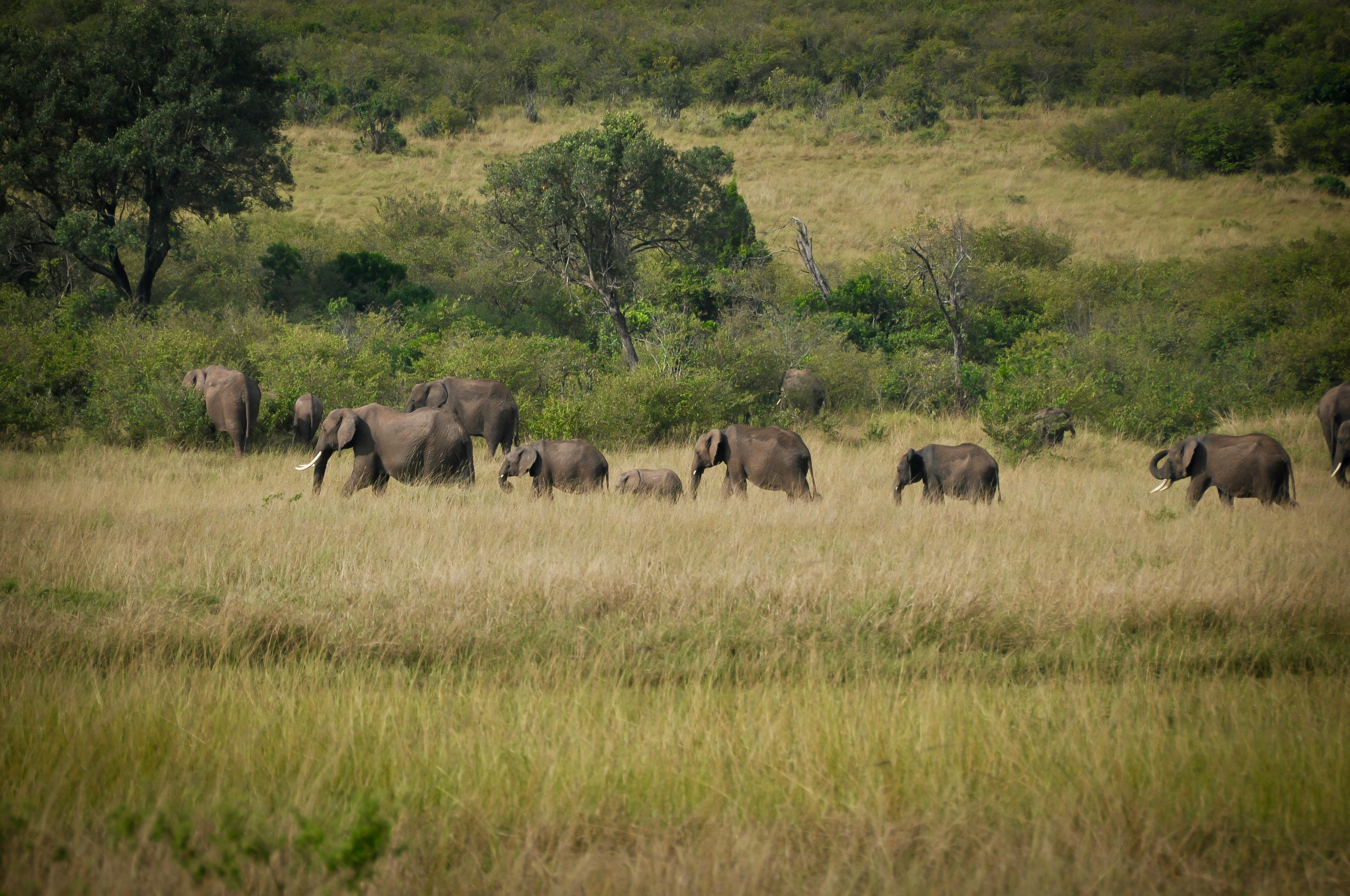 Africa Travel Guide: 2026's Best Destinations, Events, Attractions and More — Photo by Prince III on Pexels