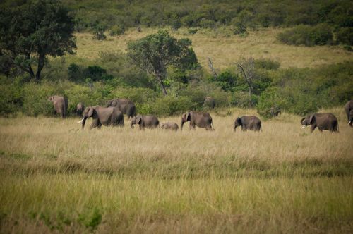 Free A herd of African elephants traversing the lush savanna, captured on a sunny day. Stock Photo