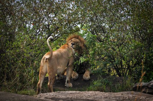 Two lions resting in dense African wilderness showcasing natural wildlife behavior.
