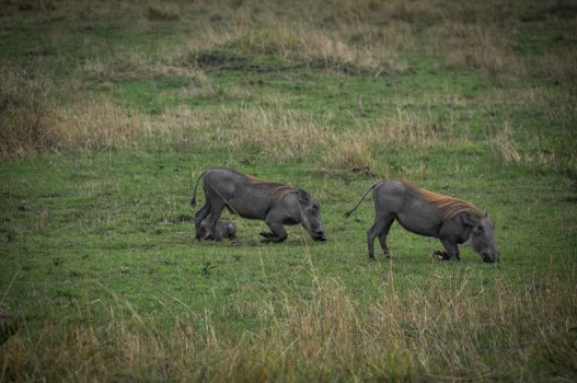 A pair of warthogs roaming freely in the vast African grasslands, capturing the essence of wildlife.