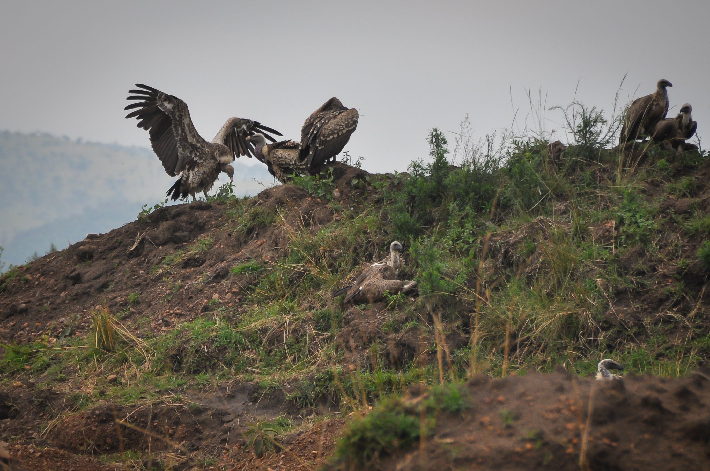 25 Himalayan Griffon Vultures Found Dead