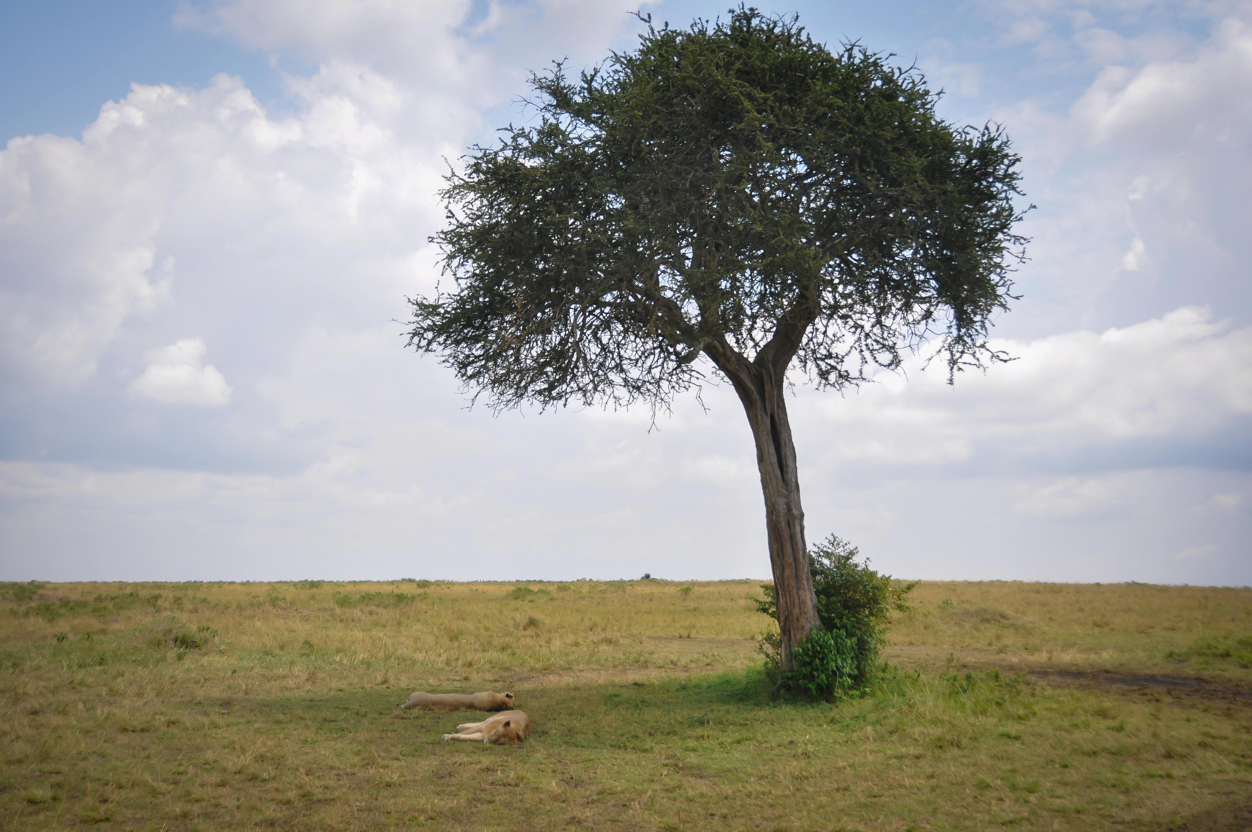 Cultivo, Manejo y Aplicaciones Agroforestales del Espinillo (*Acacia caven*)