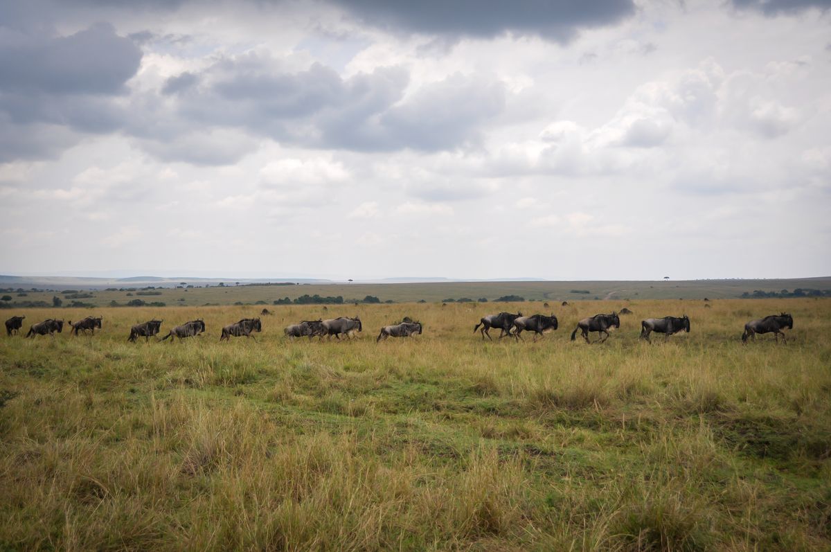 Reading the migration: when to actually be in the Mara