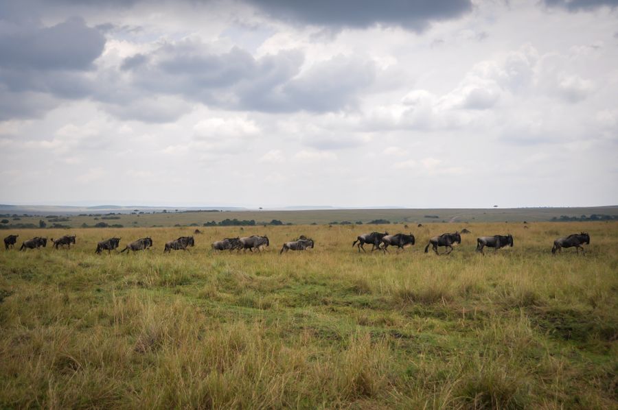 Reading the migration: when to actually be in the Mara