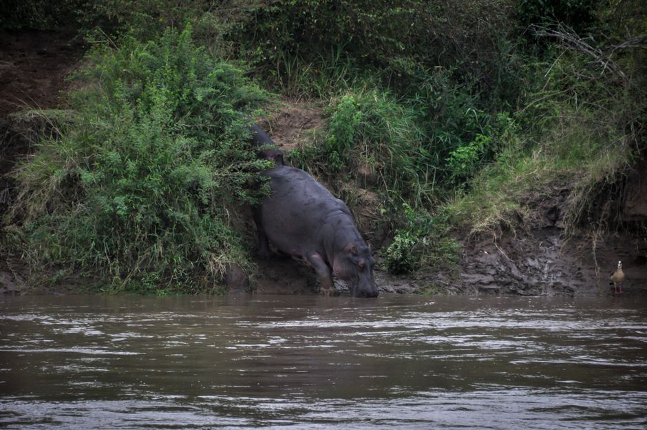 Where to Stay in Akagera National Park for Savanna Wildlife and Lake Access
