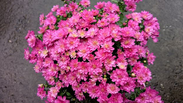 A cluster of vibrant pink chrysanthemum flowers flourishing outdoors, showcasing natural beauty.