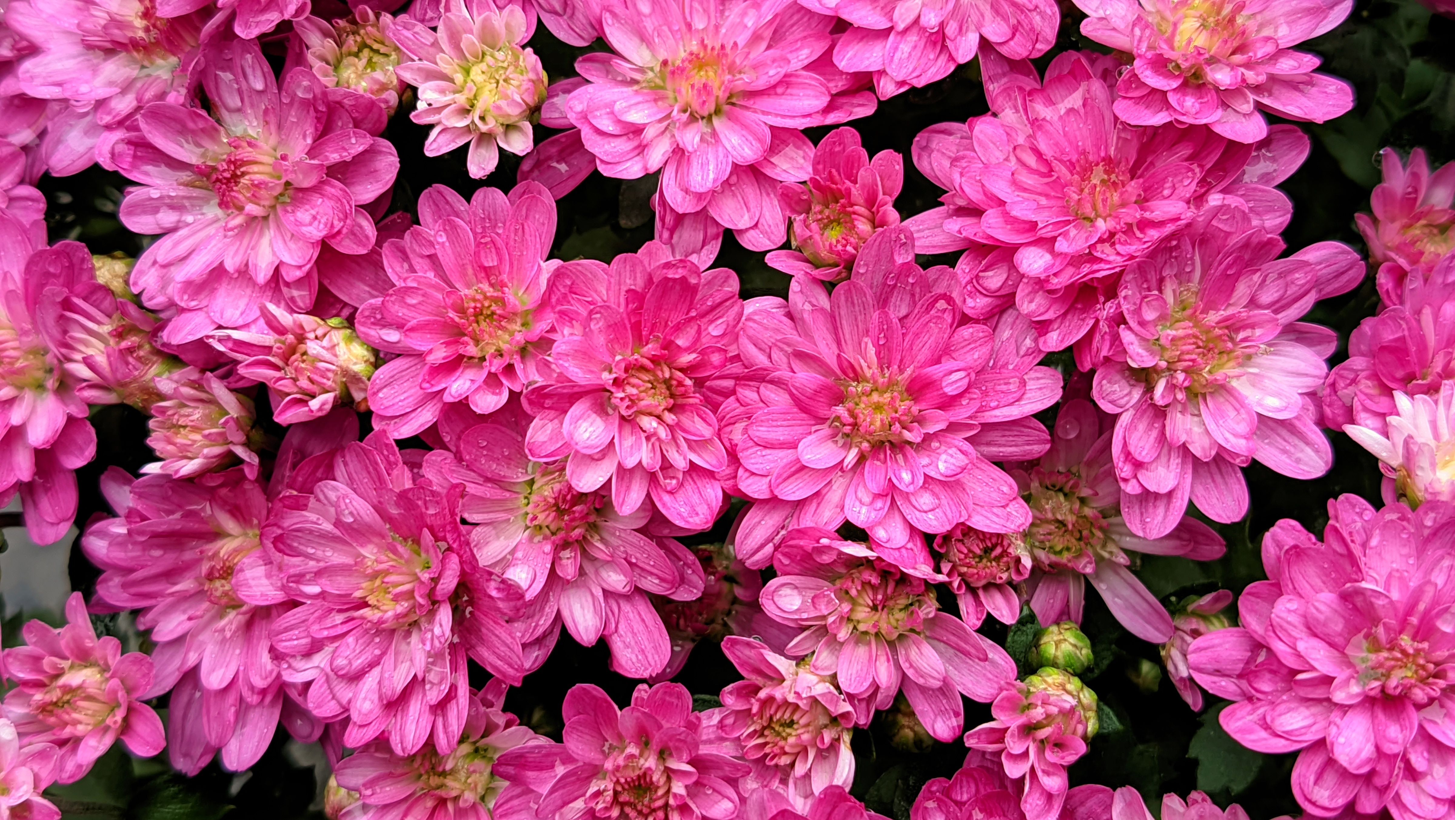 Close-up of vivid pink chrysanthemums, showcasing their lush petals and natural beauty.