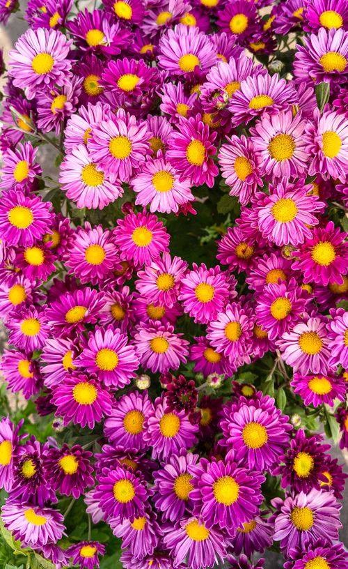 Free Vibrant pink chrysanthemum flowers in full bloom with yellow centers. Stock Photo