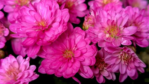 Free Close-up of vibrant pink chrysanthemums showcasing their intricate petals in full bloom. Stock Photo