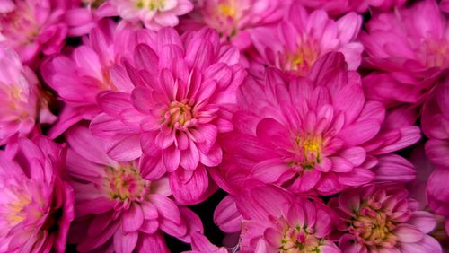 Free Close-up of vibrant pink chrysanthemums, showcasing their intricate petals in full bloom. Stock Photo