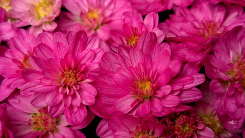Free Close-up of vivid pink chrysanthemum flowers showcasing lush petals and vibrant colors. Stock Photo