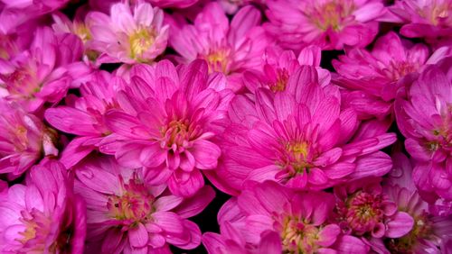 Free Bright pink chrysanthemum flowers in full bloom, showcasing natural beauty and vivid color. Stock Photo