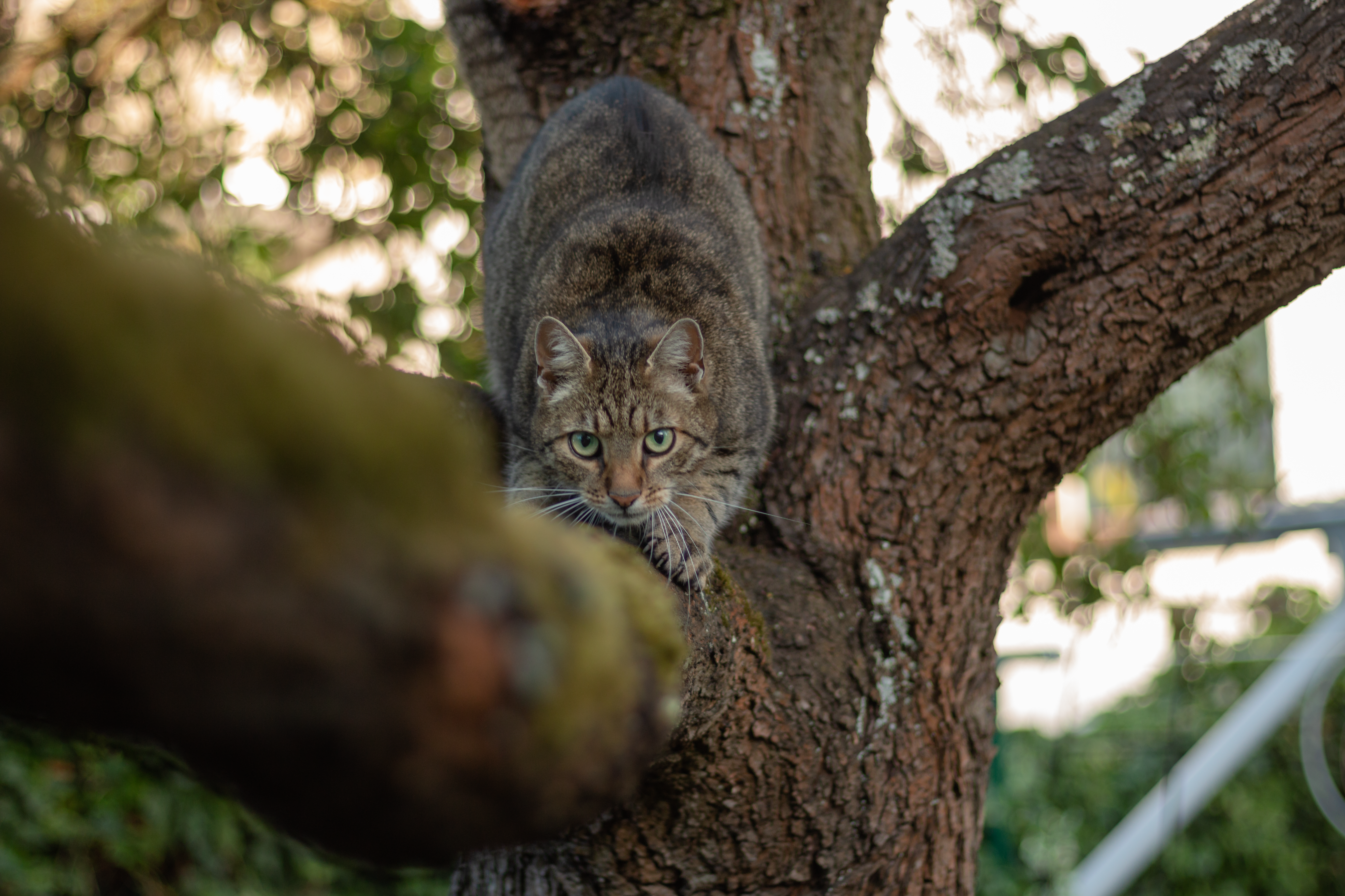 A focused cat prowls stealthily on a tree branch, showcasing its hunting instincts outdoors.