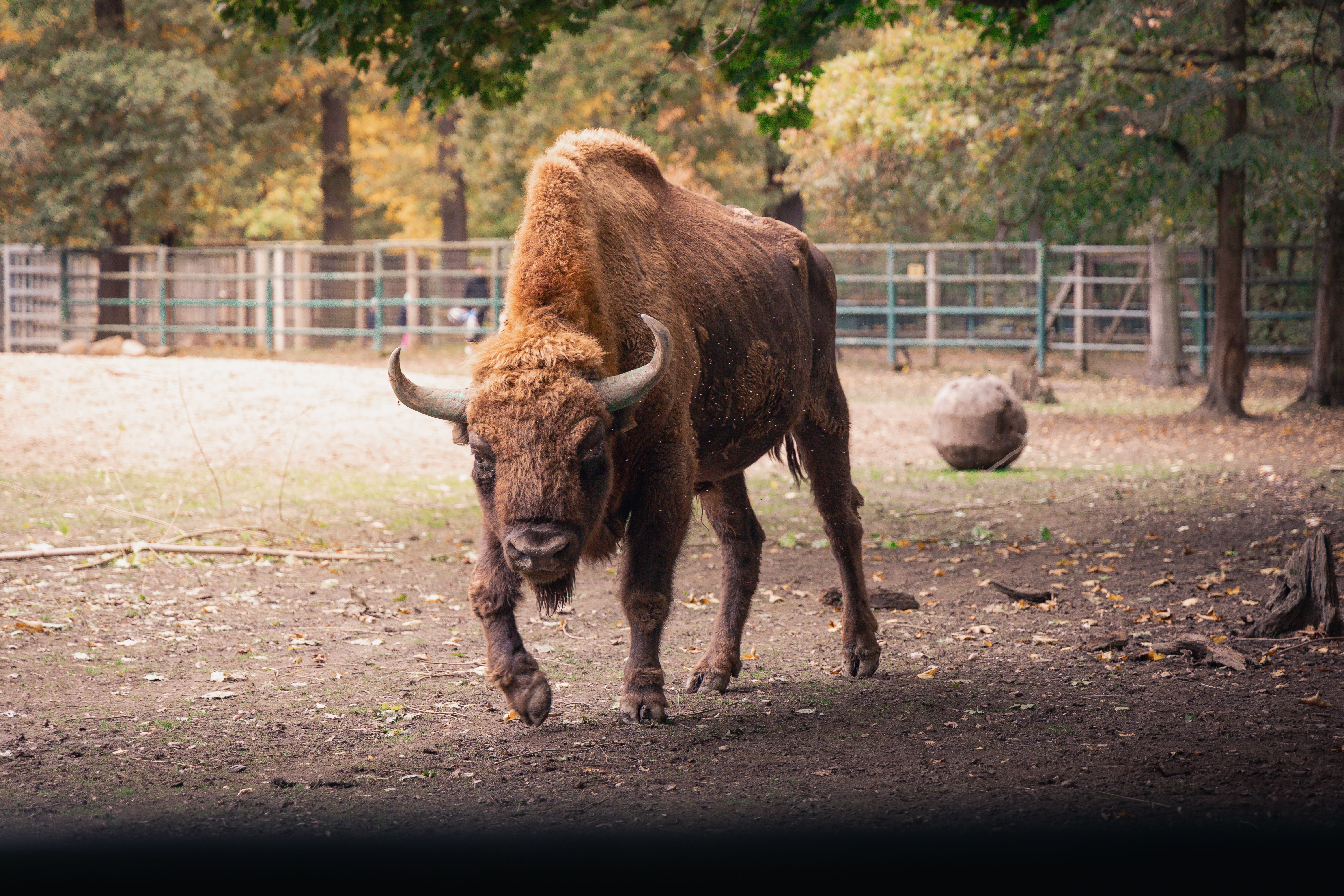 Bison safari