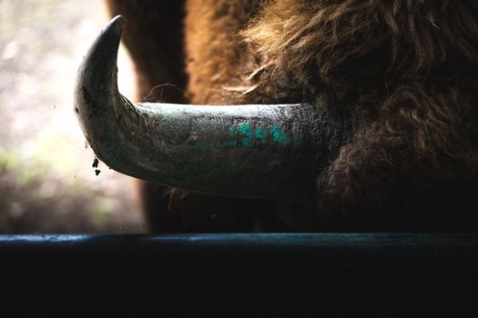 A detailed view of a bison's horn showcasing texture and natural coloring, captured in Leipzig Zoo.
